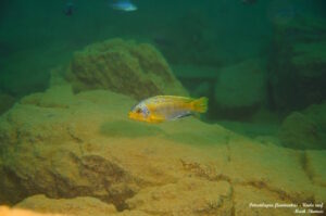 Petrotilapia flaviventris Arten